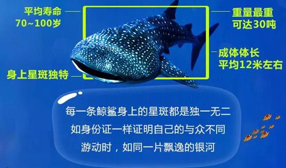 世界上最大的鱼是什么鱼,鲸鲨有多大