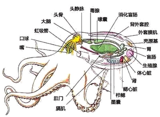 章鱼有身子吗？章鱼的身体结构是怎样的