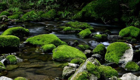 苔藓能养吗 苔藓怎么养 苔藓是什么样的