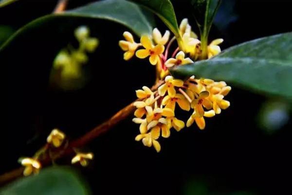 桂花