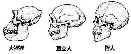 人为什么会长智齿,智齿一定要拔吗