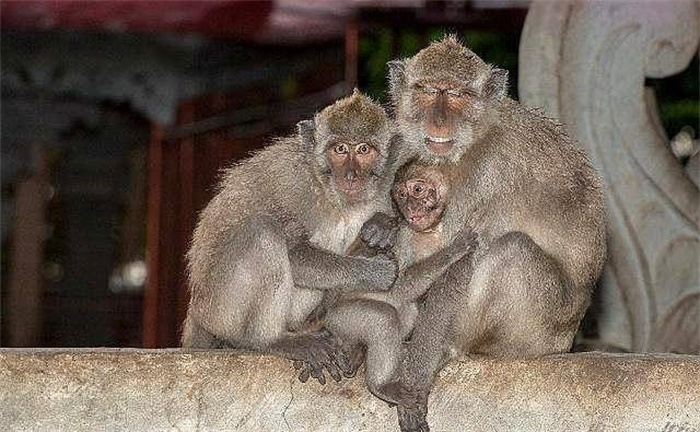 人类是不是地球原生物种 如果不是 那么可能来源于哪儿