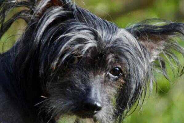 中国十大本土特有犬种：藏獒、西施犬榜上有名