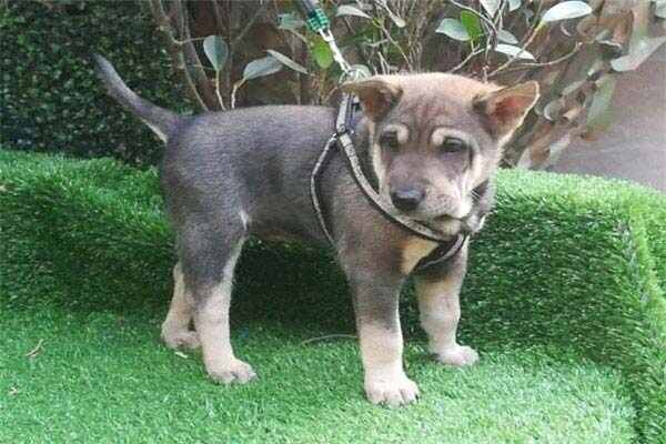 中国十大猎犬：生性凶猛，看家护院好帮手