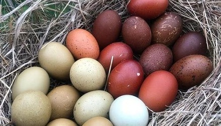 “红皮鸡蛋”更有营养吗？