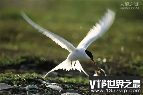 北极燕鸥一生飞行150多万公里(绕地球40圈)