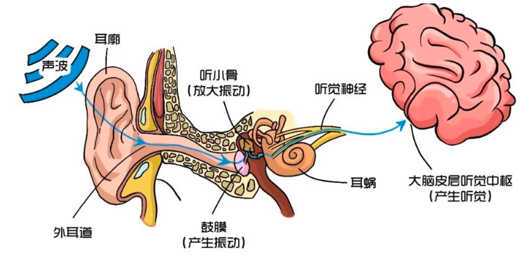 为什么语音里自己的声音能这么难听？