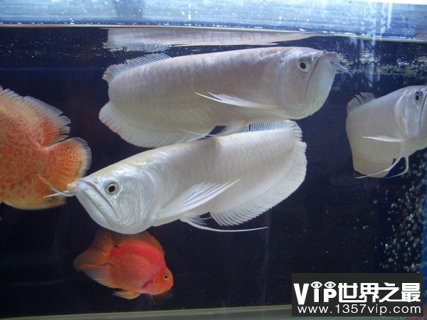 全球最昂贵的动物