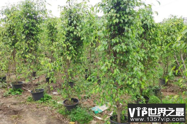 客厅常见的大盆栽植物：客厅适合摆放什么绿植？