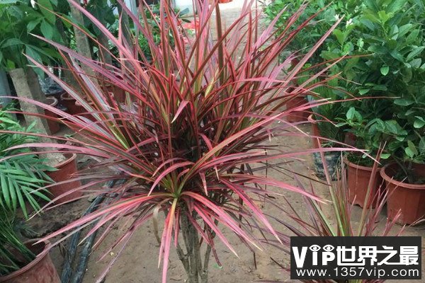 客厅常见的大盆栽植物：客厅适合摆放什么绿植？