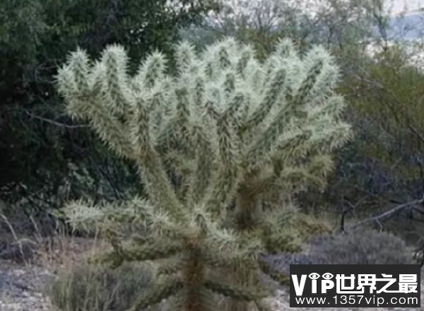 跳跃乔拉