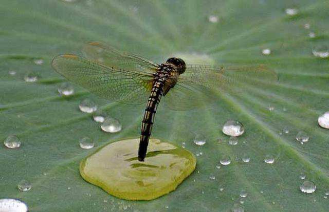 为什么蜻蜓会点水？蜻蜓点水的目的是什么？
