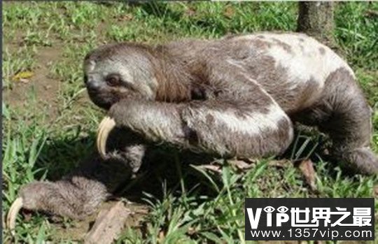 树懒为什么会拉人下水，误将人当作捕食者(传说中的“水鬼”)