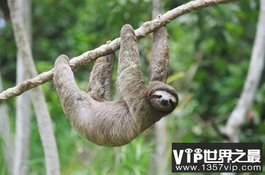 树懒为什么会拉人下水，误将人当作捕食者(传说中的“水鬼”)