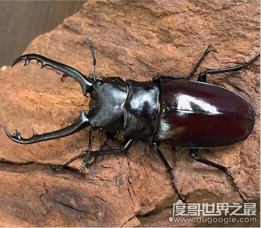 世界上最大的锹甲虫图片