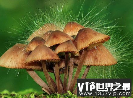 世界上最大的生物是什么 巨型真菌超出想象