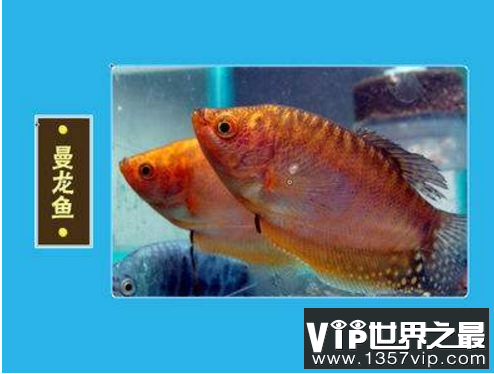 什么观赏鱼好看又好养？盘点好养的鱼排行