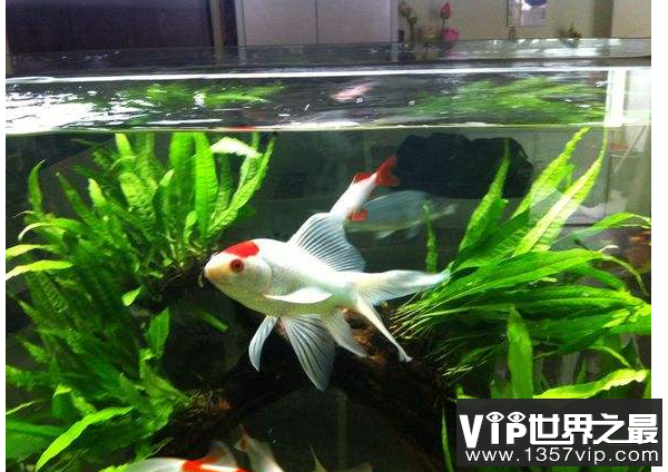 冷水鱼观赏鱼排行榜，适合新手养的冷水观赏鱼