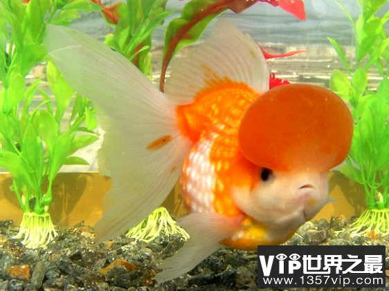 小型冷水观赏鱼排行榜，最好养的小型冷水鱼在这