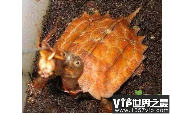 新手养什么龟比较好？十大最值得养的乌龟 