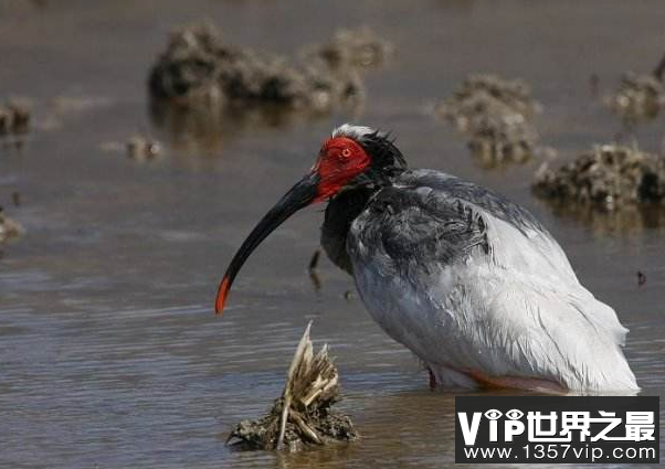 最贵的10种观赏鸟，第一价值100万是土豪们养的宠物鸟