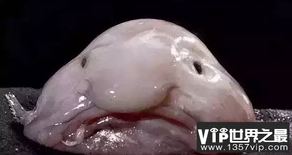 世界上最难看的动物