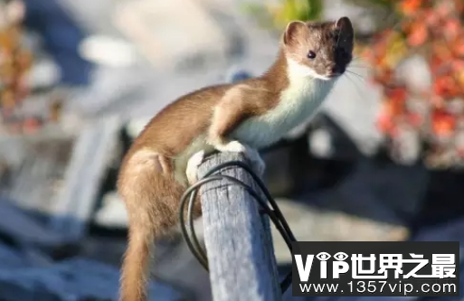 微信截图_20200106102307.png