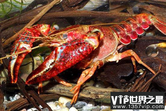 世界上最大的龙虾，重达25磅