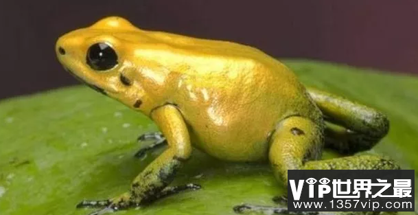 世界上最厉害的生物