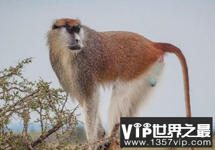 世界上最快的猴子猴子可以跑50公里每小时
