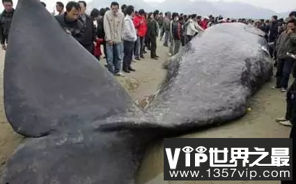 世界上最大的动物，超乎想象