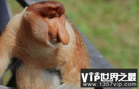 世界上最长的猴子鼻子挂在嘴前