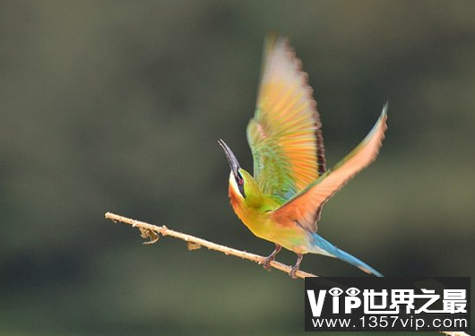 中国最美丽的鸟、蜂巢、老虎和鸟在美丽的阳光下闪闪发光
