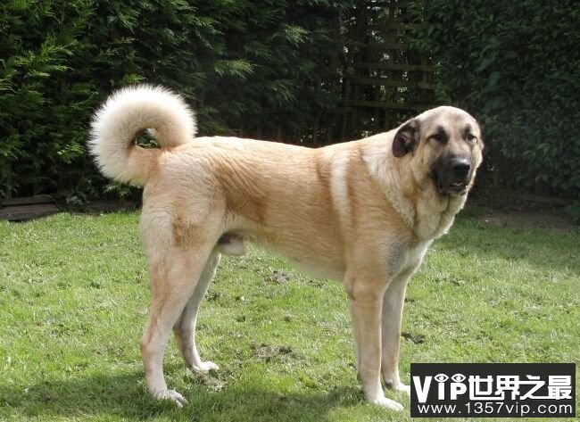 安娜图牧羊犬