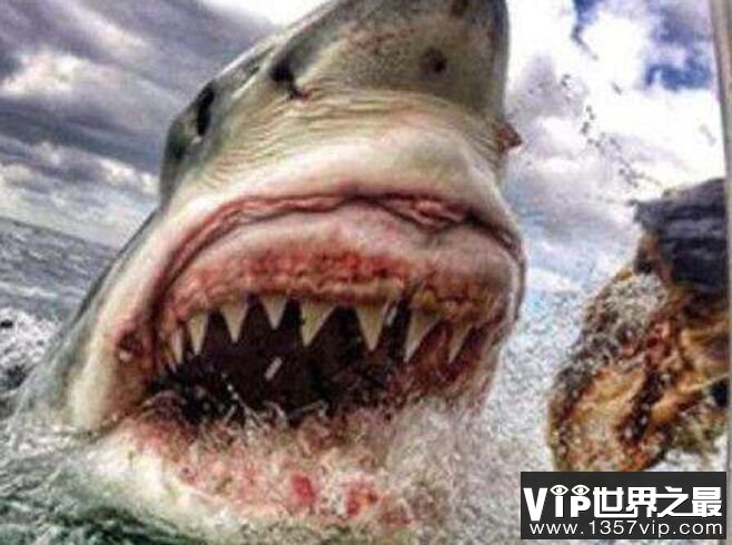鲨鱼吃女生咬死图片