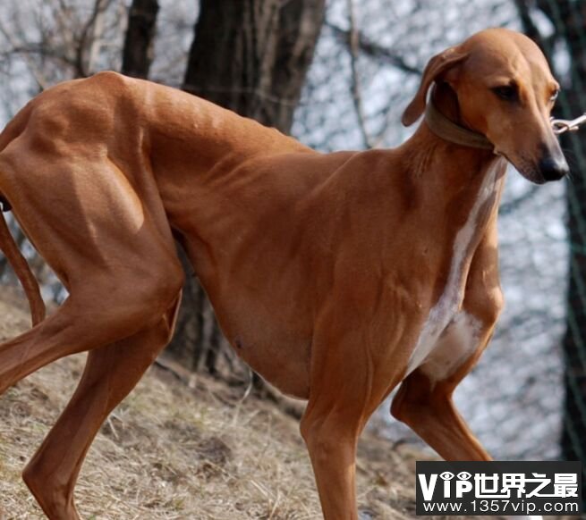 阿沙瓦犬