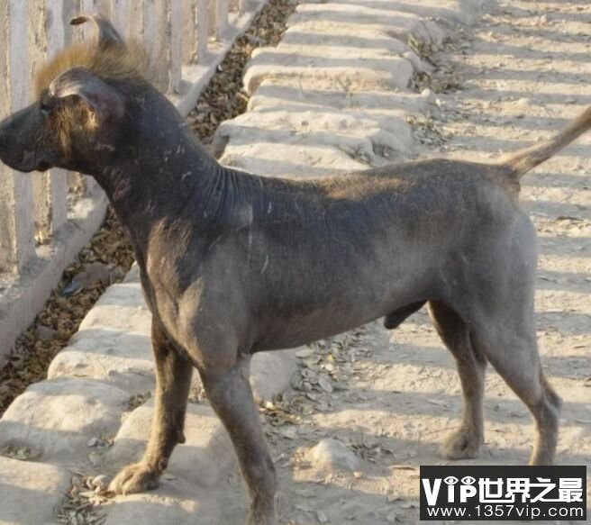 印加无毛犬