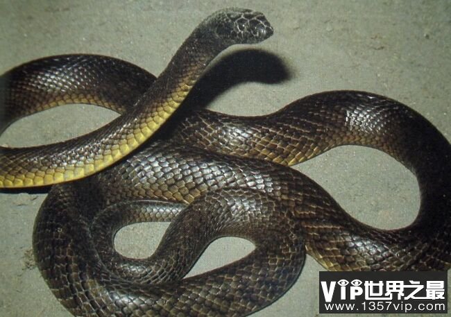世界十大毒蛇排名图片