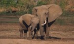 陆地上最大的哺乳动物 非洲象第一亚洲象第二