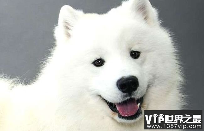 萨摩耶犬 7500美元-12500美元