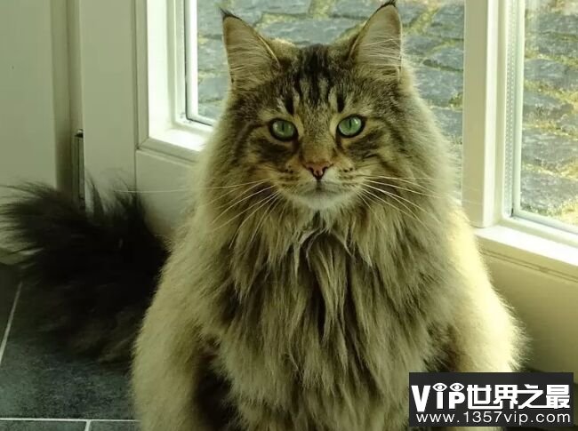 世界上最大的猫top10 缅因库恩猫最高体重可达25磅