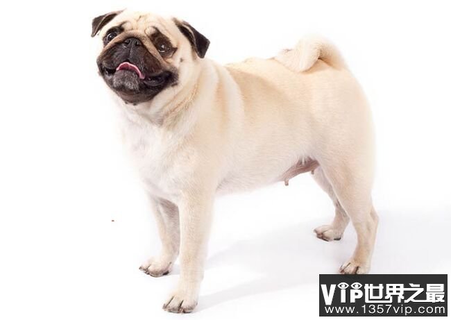 巴哥犬