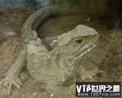 大蜥蜴