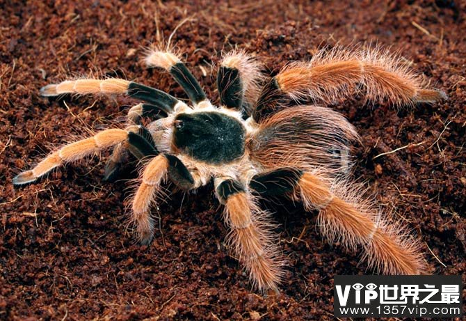 哥伦比亚巨型蜘蛛
