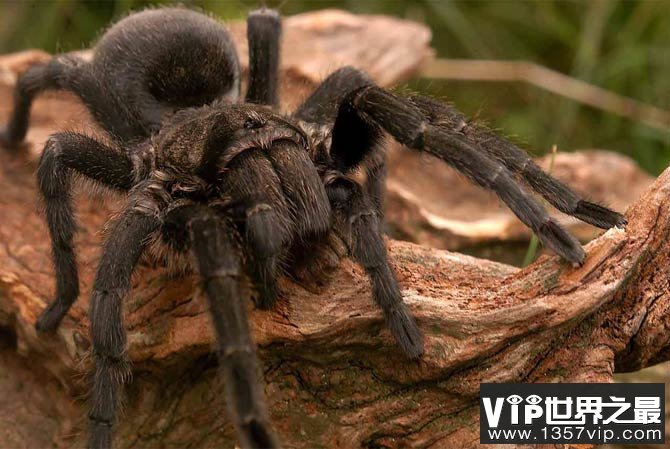 世界上最大的蜘蛛恐怖图片