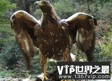 神农架1.2米金雕脚踏猪獾是非常强大的