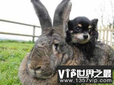世界上最胖的兔子体重约25公斤