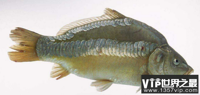 世界上最奇怪的鱼镜鱼被用作镜子