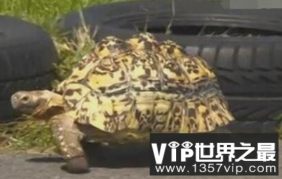 世界上爬得最快的乌龟是0.28米秒