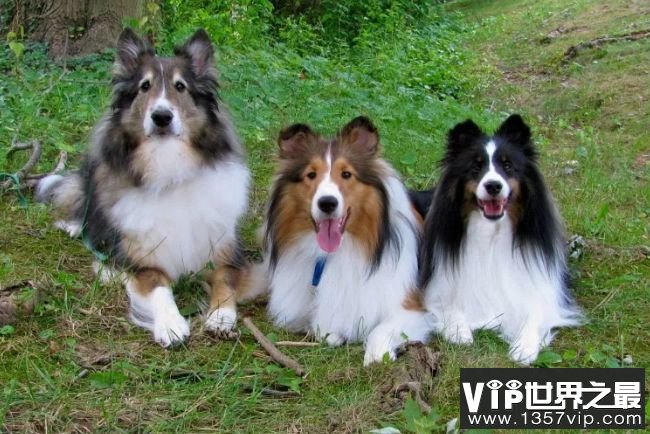 喜乐蒂牧羊犬